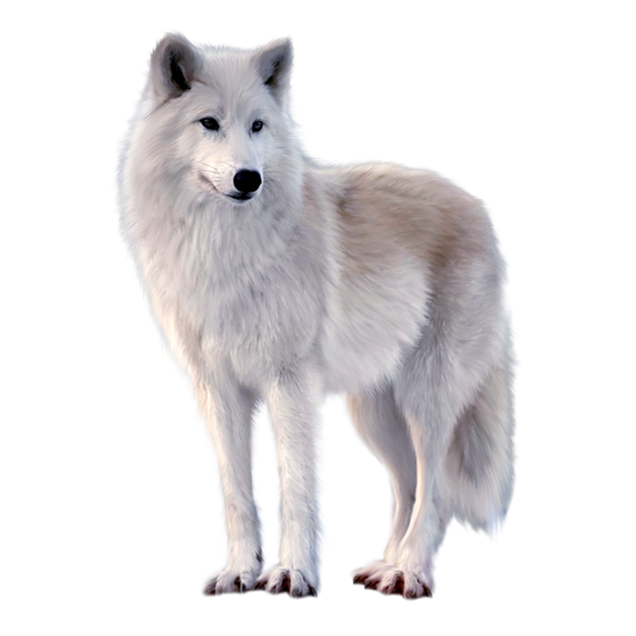 White Fox Arctic HD Image Free Transparent PNG Image