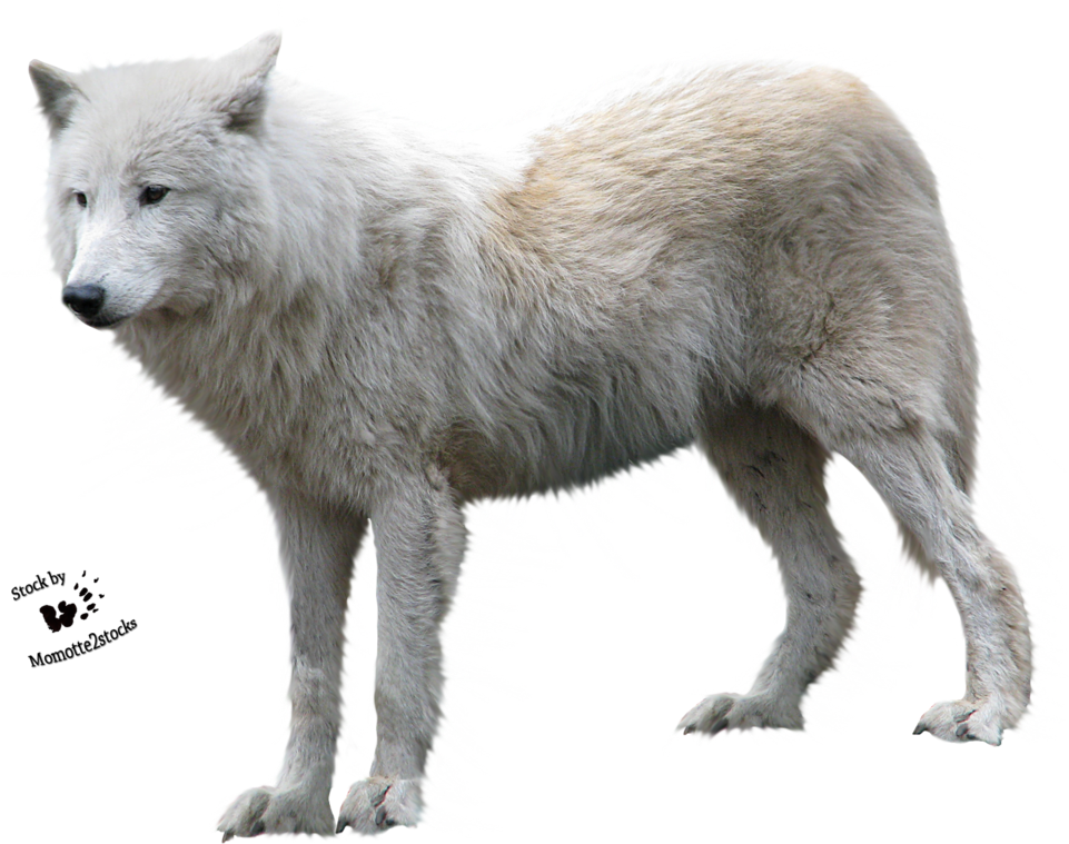 White Fox Arctic PNG Download Free Transparent PNG Image