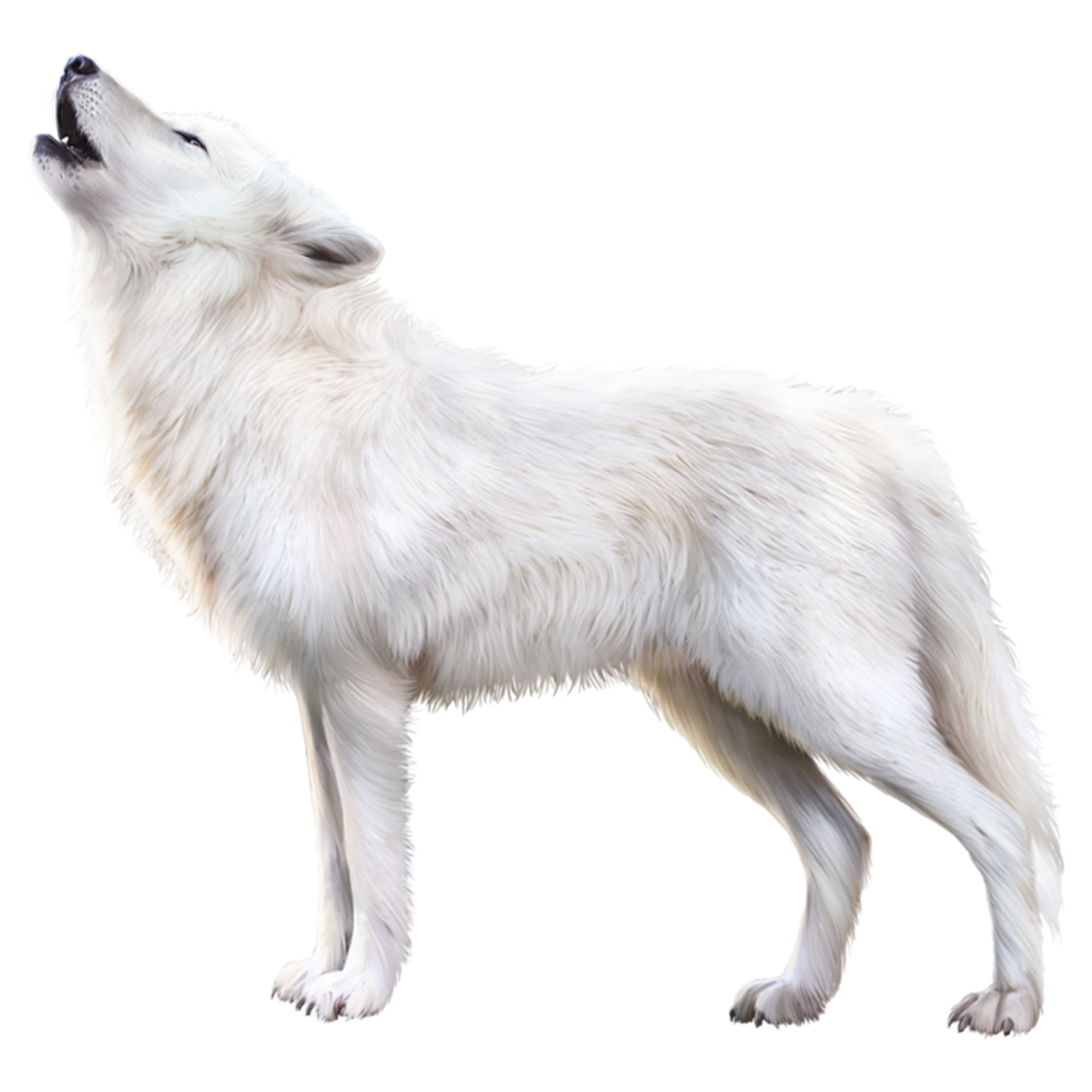 Images White Fox Arctic Download Free Image Transparent PNG Image