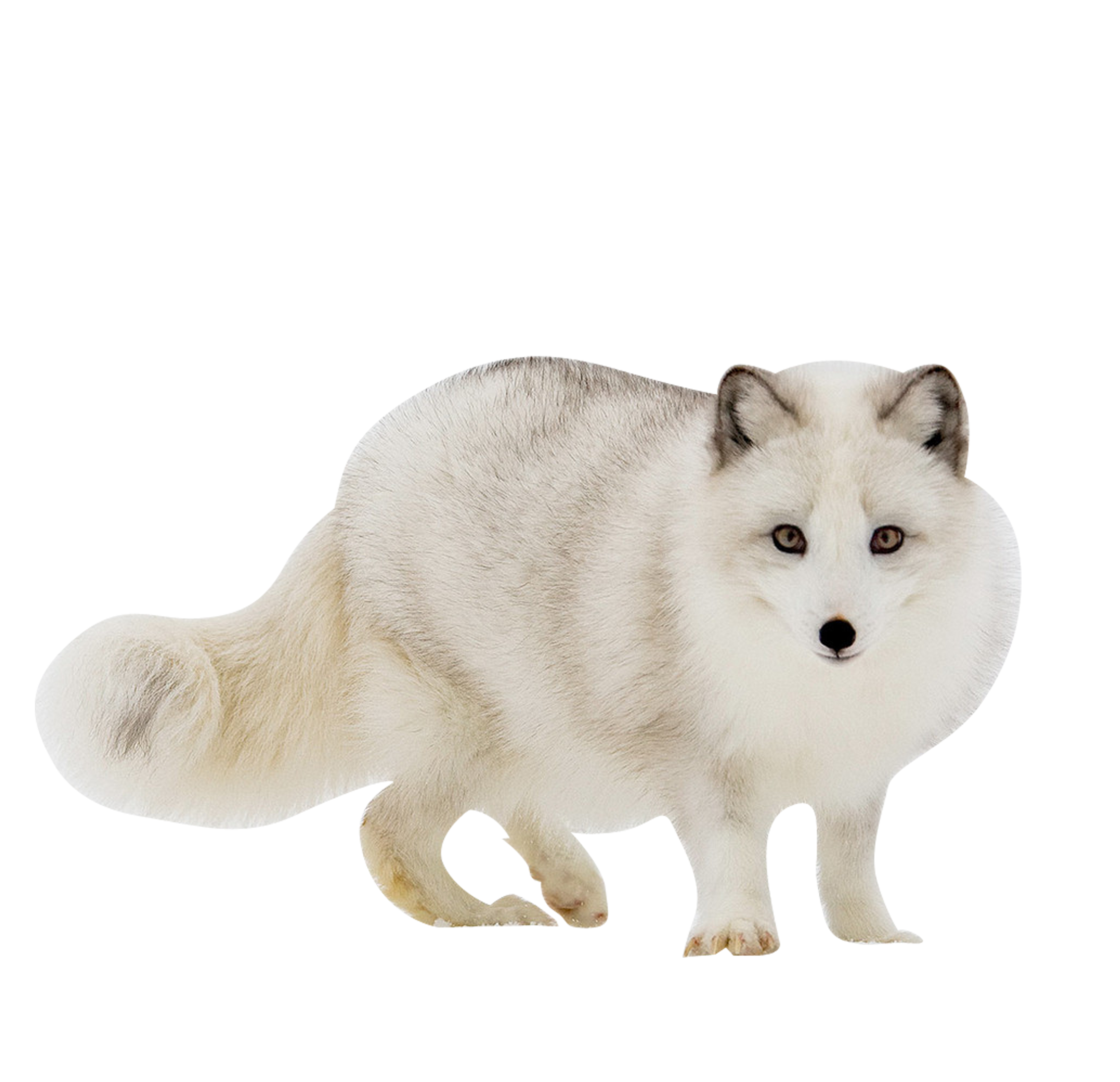 White Fox Arctic Download HQ Transparent PNG Image