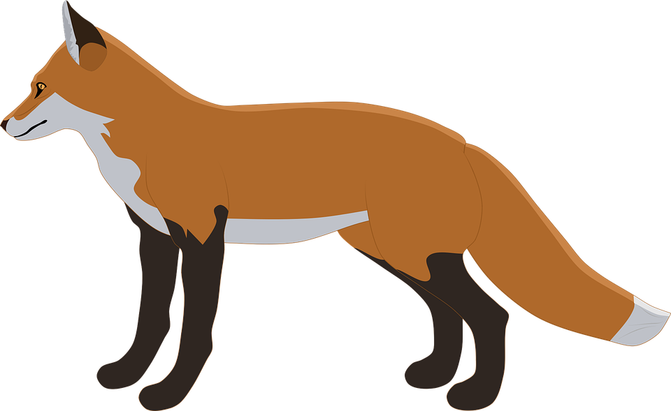 Vector Fox PNG Image High Quality Transparent PNG Image