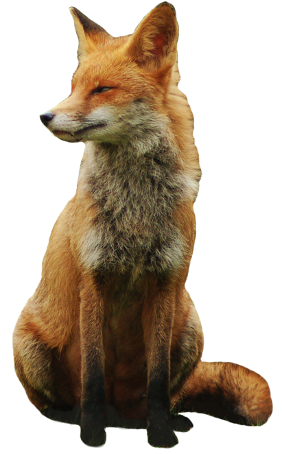 Fox Png 12 Transparent PNG Image