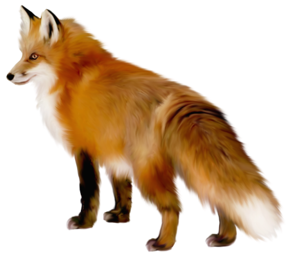 Artistic Fox Clipart Transparent PNG Image