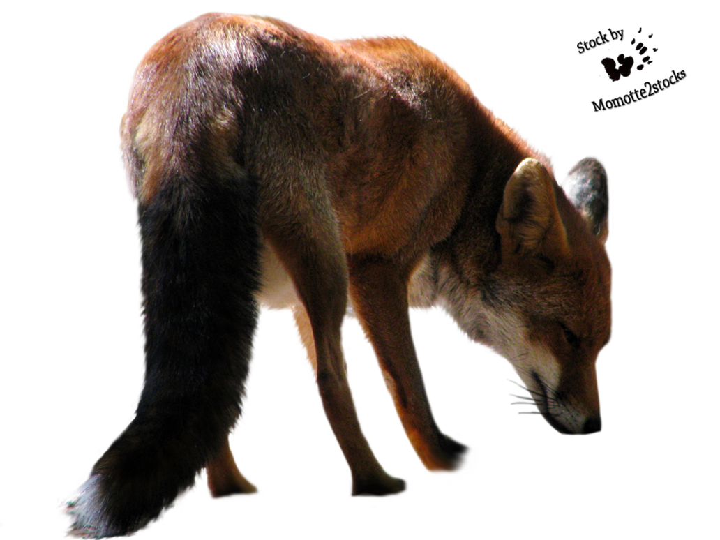 Fox Clipart Transparent PNG Image