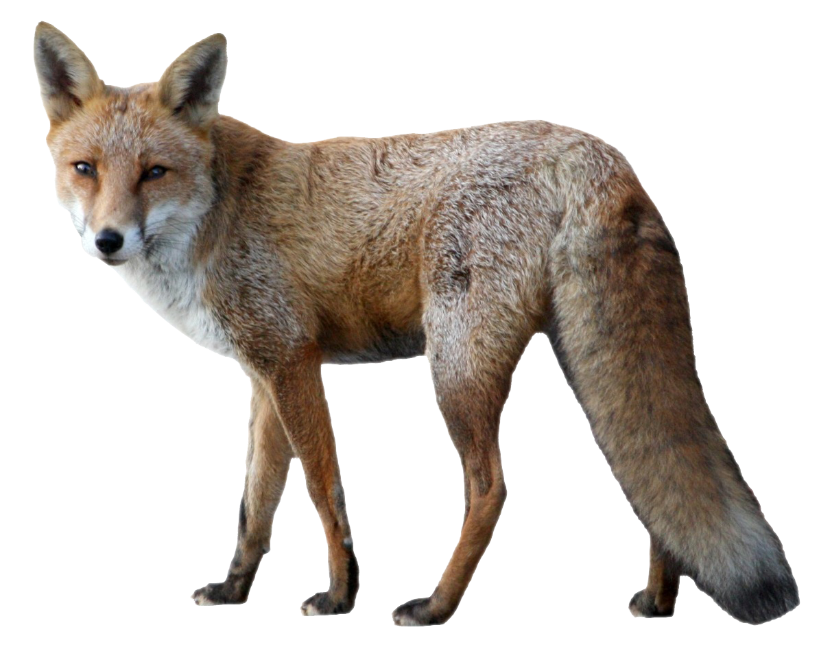 Fox Transparent PNG Image