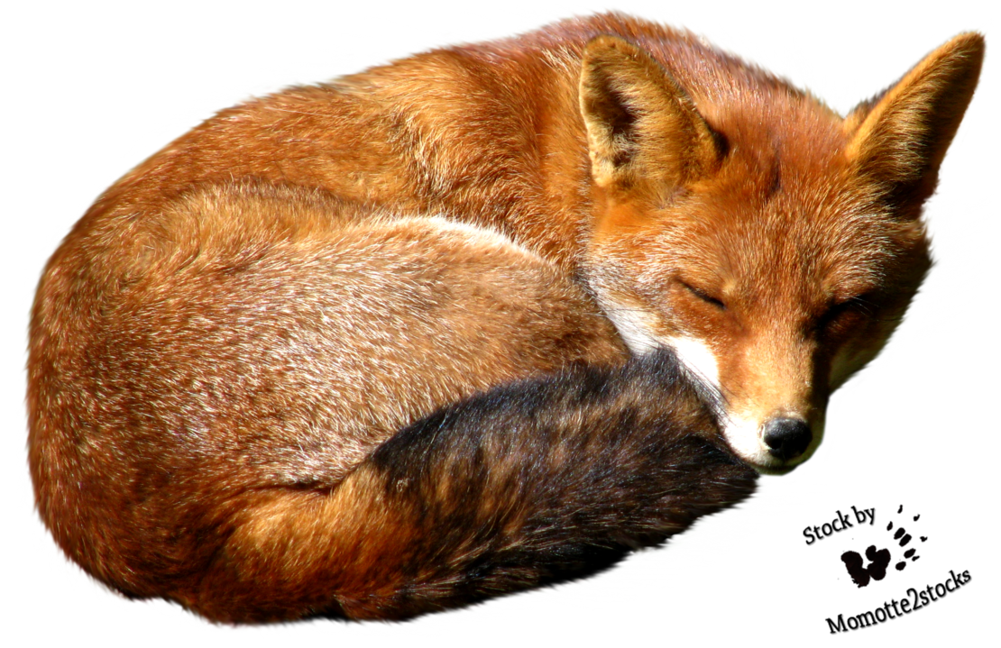 Fox Image Transparent PNG Image