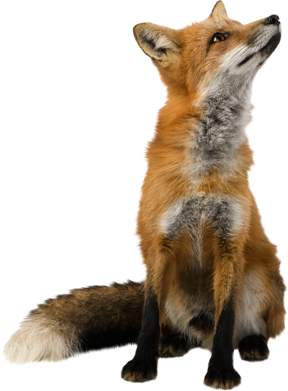 Fox File Transparent PNG Image