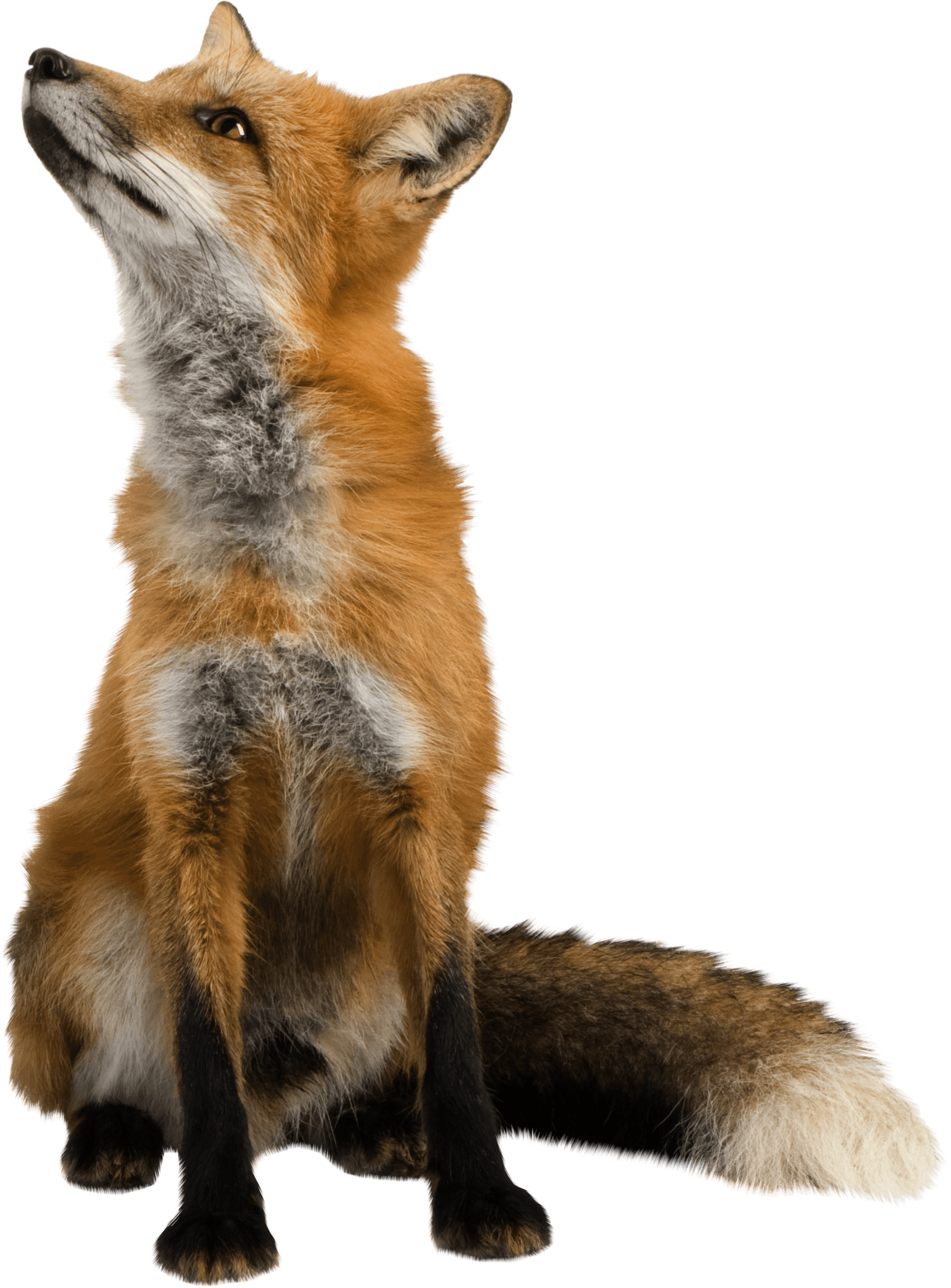 Fox Png Image Download Picture Transparent PNG Image