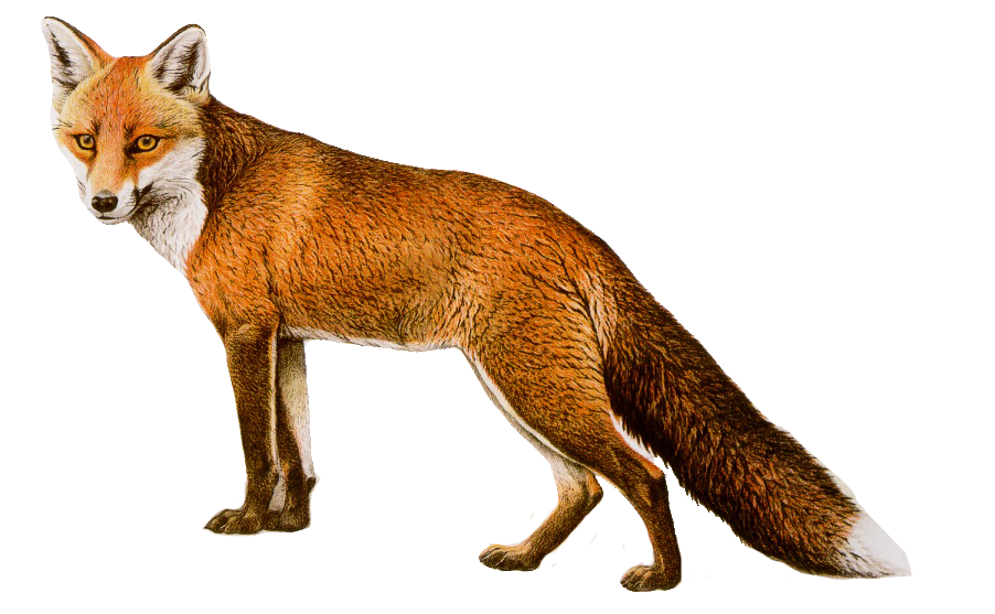 Fox Png 8 Transparent PNG Image