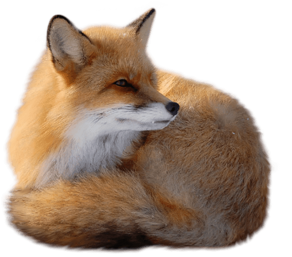 Fox Png Image Download Picture Transparent PNG Image