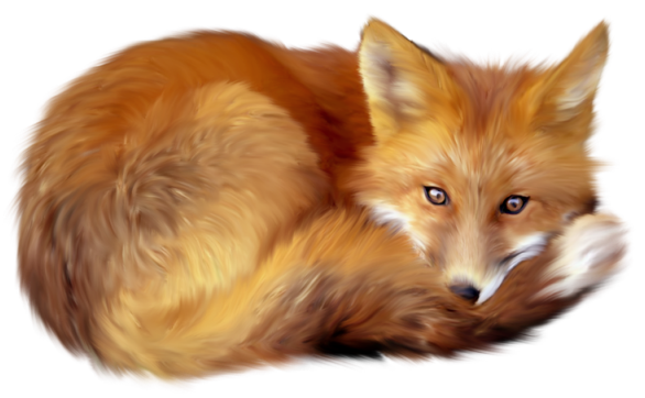 Fox Png 5 Transparent PNG Image