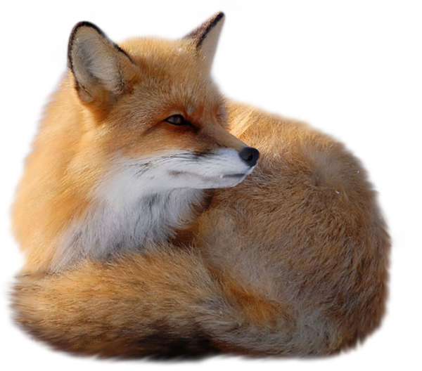 Fox Png 7 Transparent PNG Image