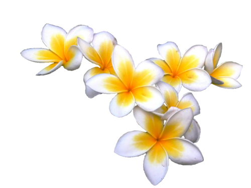 Frangipani Flower PNG Download Free Transparent PNG Image