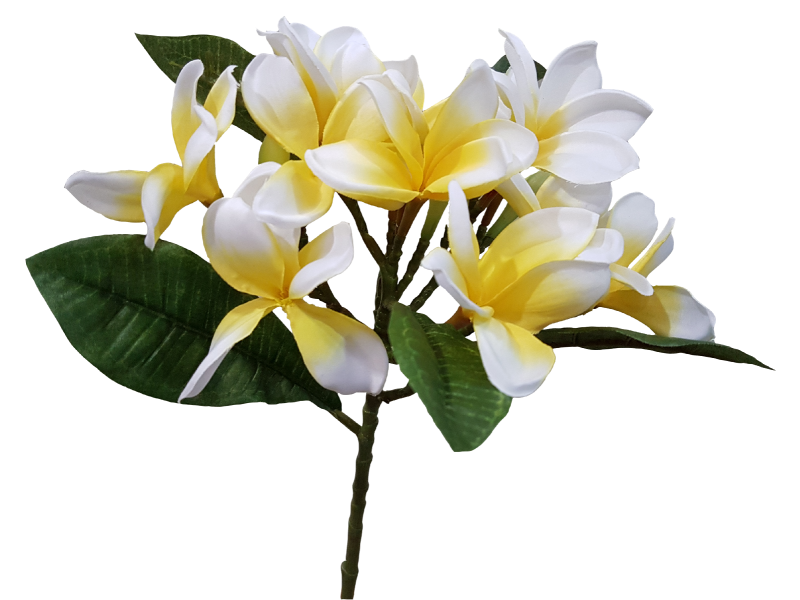 Frangipani Flower Pic Download Free Image Transparent PNG Image