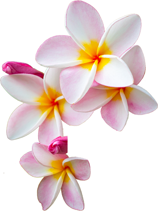 Frangipani Free Download PNG HQ Transparent PNG Image