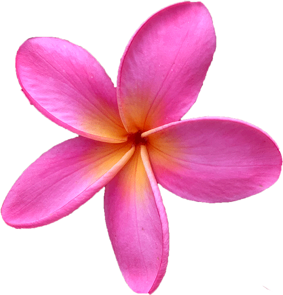 Frangipani PNG Download Free Transparent PNG Image