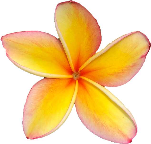 Frangipani Free Transparent Image HQ Transparent PNG Image