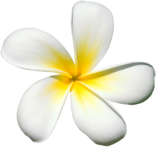 Frangipani White Flower Photos Free Clipart HD Transparent PNG Image