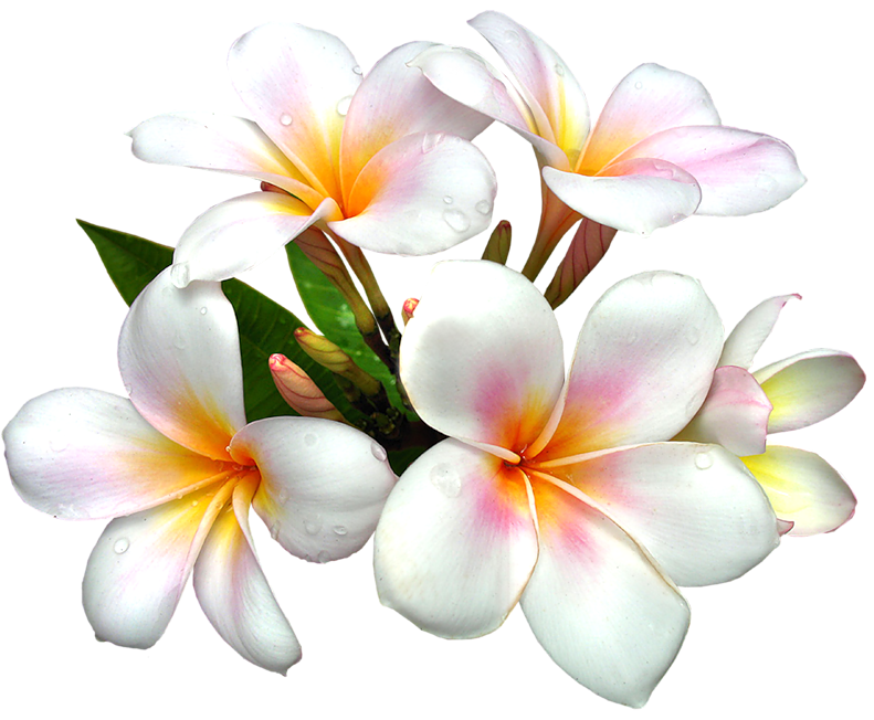 Frangipani White Flower Pic Free HD Image Transparent PNG Image