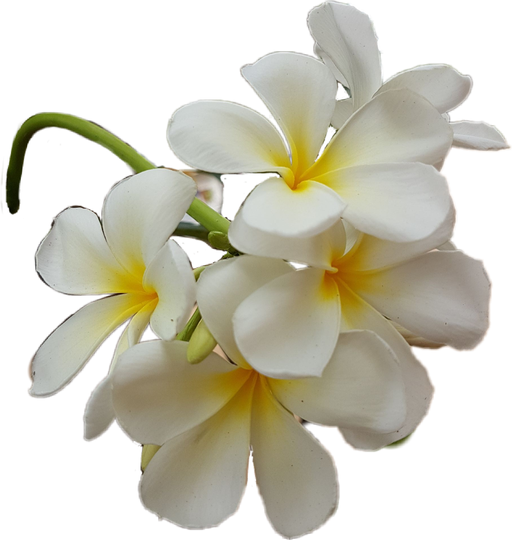 Frangipani White Flower PNG File HD Transparent PNG Image