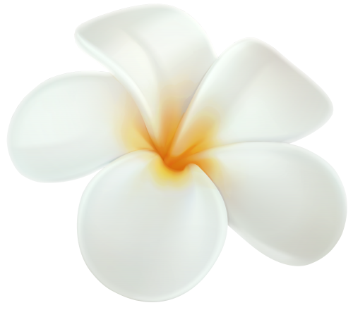 Frangipani White Flower Free PNG HQ Transparent PNG Image