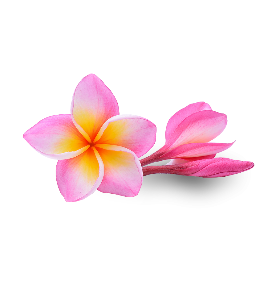 Pink Frangipani Flower Download HD Transparent PNG Image