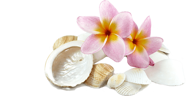 Pink Frangipani Flower Free HQ Image Transparent PNG Image