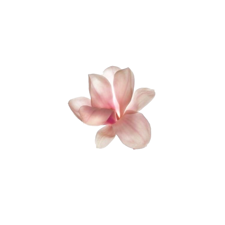 Pink Frangipani Flower Free Transparent Image HD Transparent PNG Image