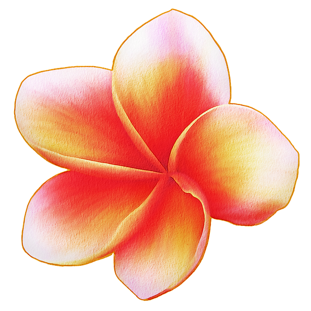 Pink Frangipani Flower Download HD Transparent PNG Image