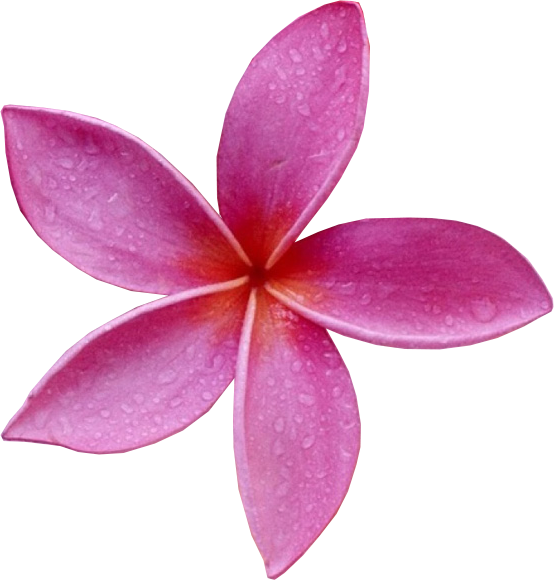 Pink Frangipani Free Download Image Transparent PNG Image