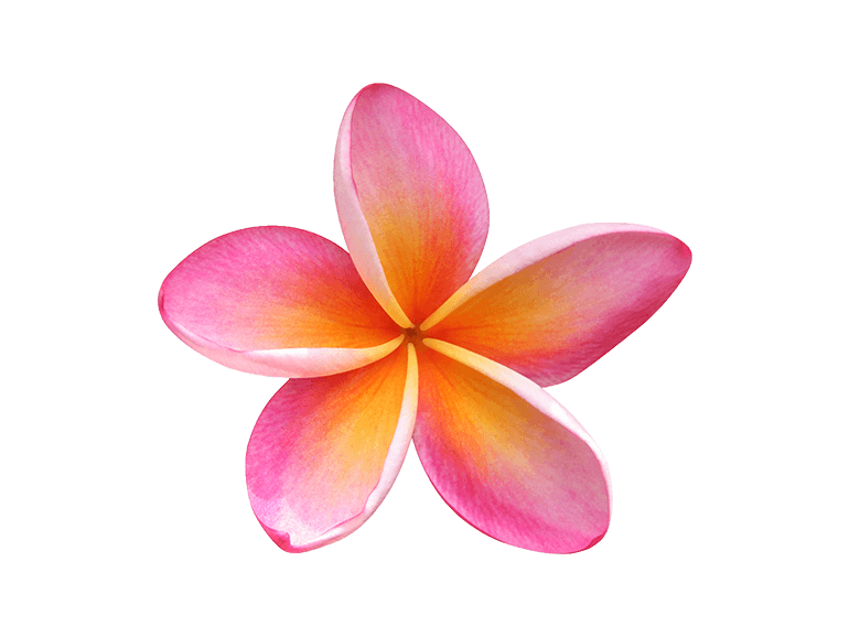 Pink Frangipani Download HD Transparent PNG Image