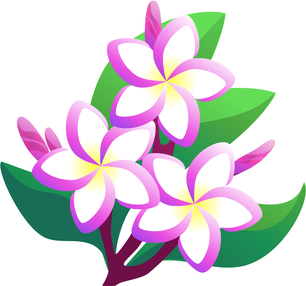 Pink Frangipani Vector Free Transparent Image HD Transparent PNG Image