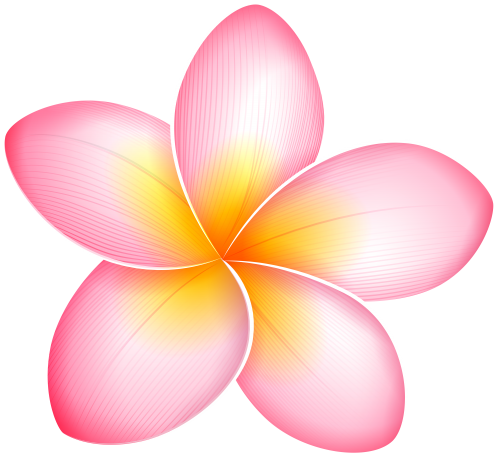 Pink Frangipani Vector Download HD Transparent PNG Image