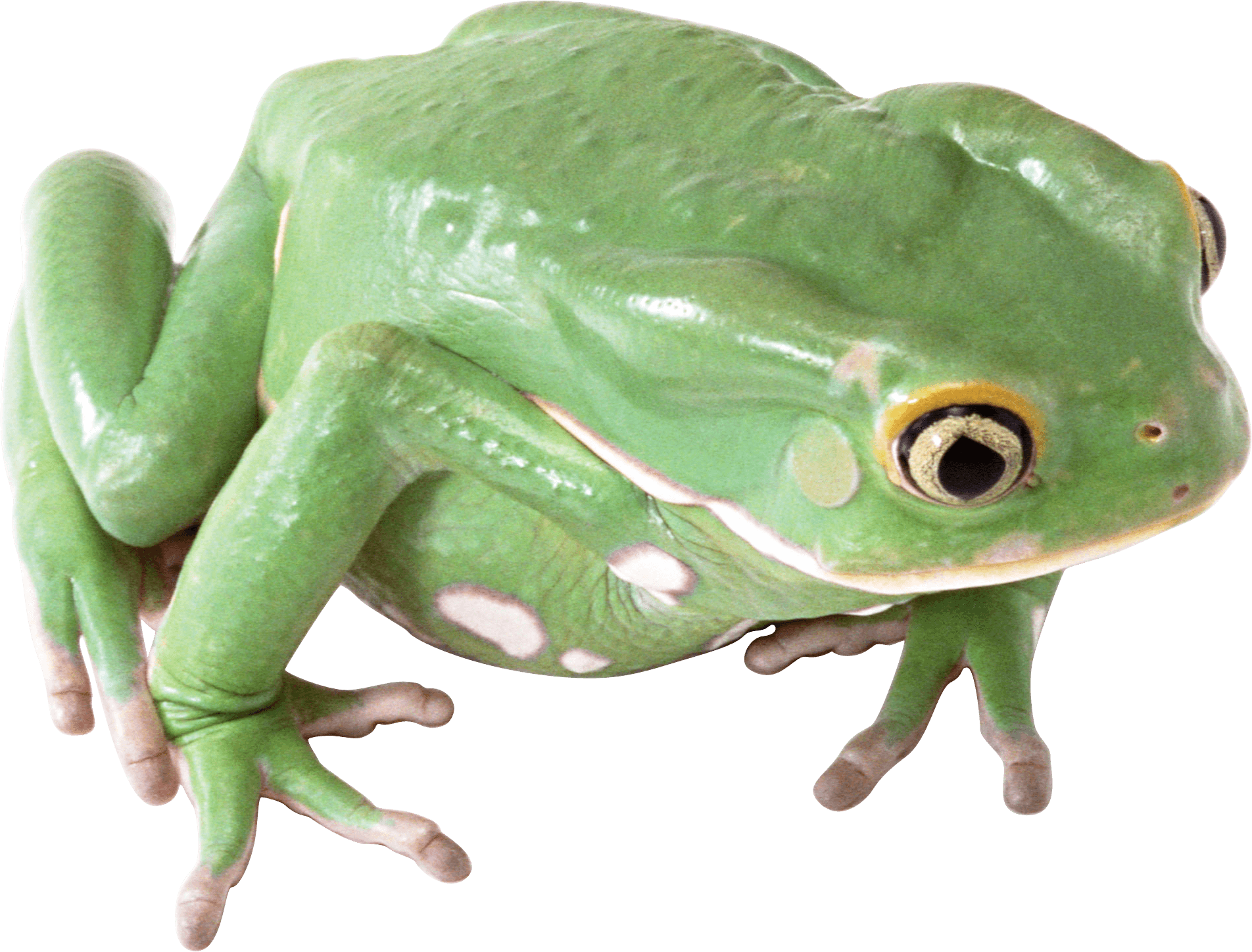 Frog Png Image Transparent PNG Image