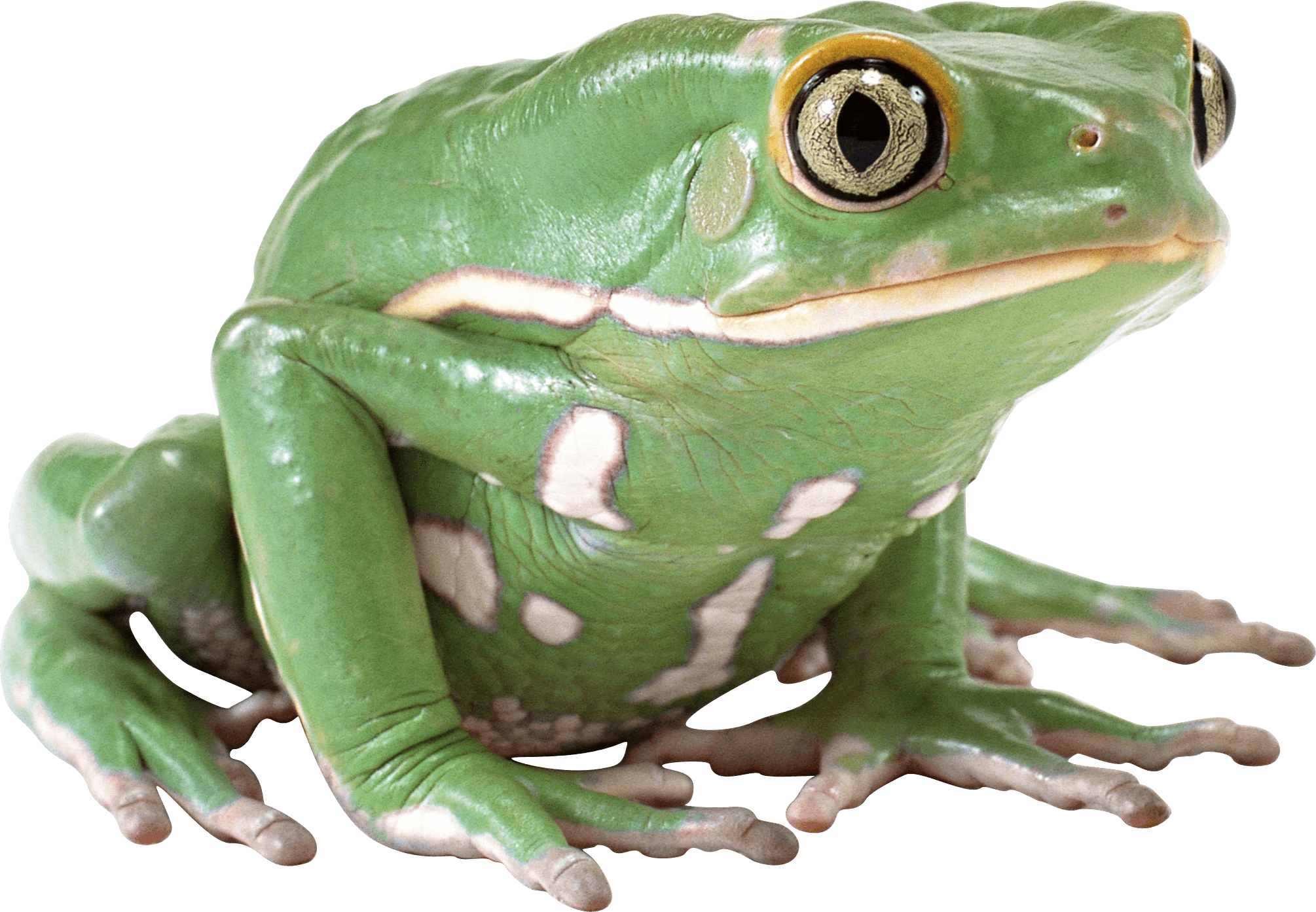 Green Frog Png Image Transparent PNG Image