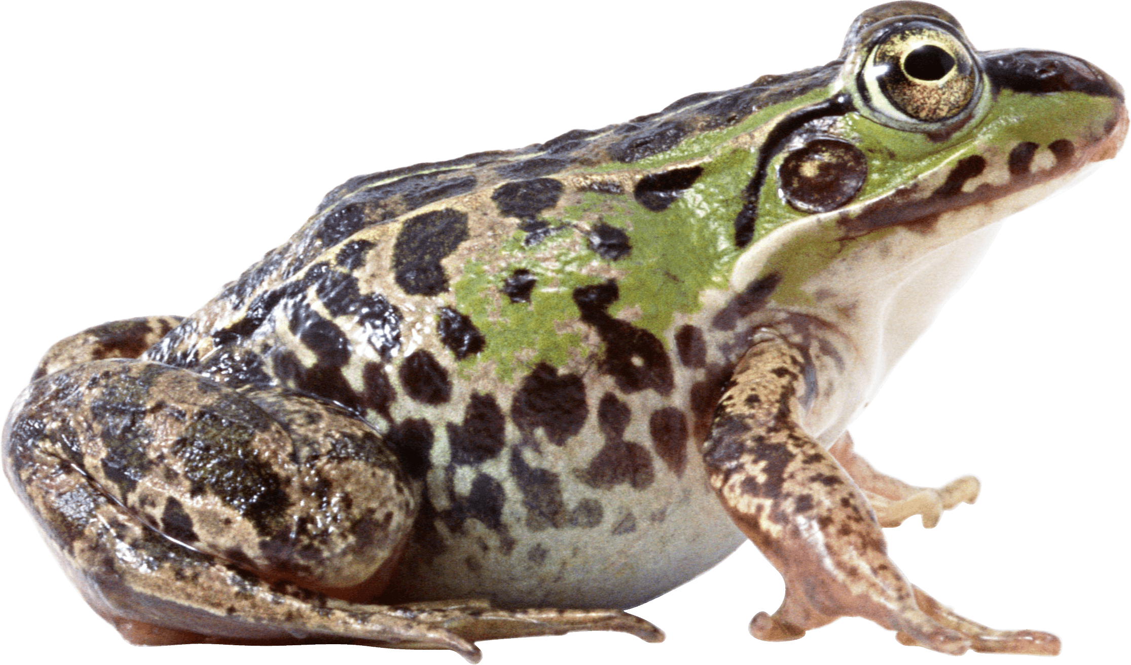 Frog Png Image Transparent PNG Image