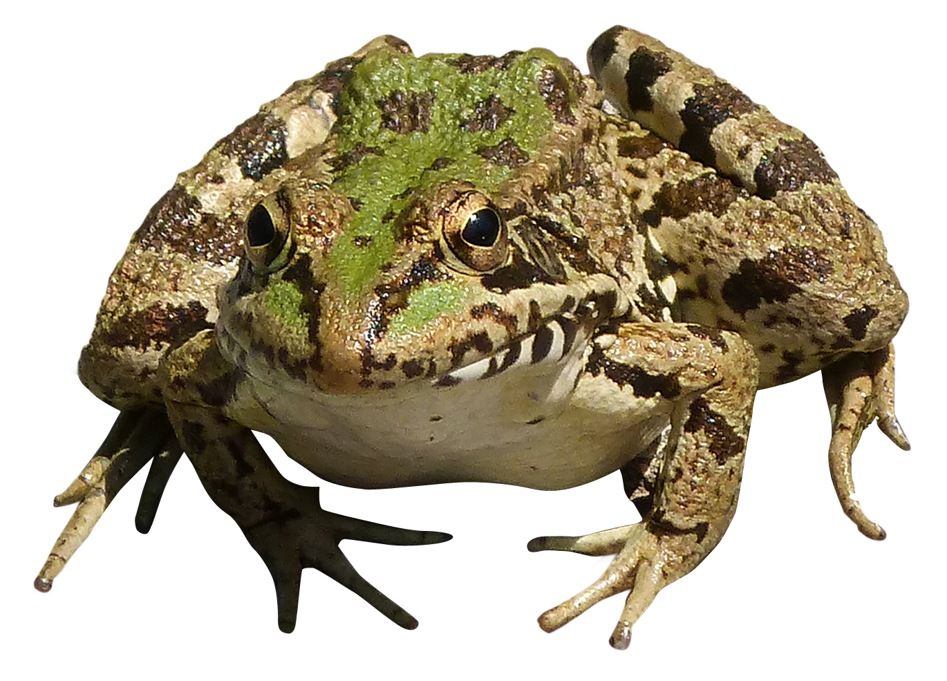 Amphibian Frog HQ Image Free Transparent PNG Image