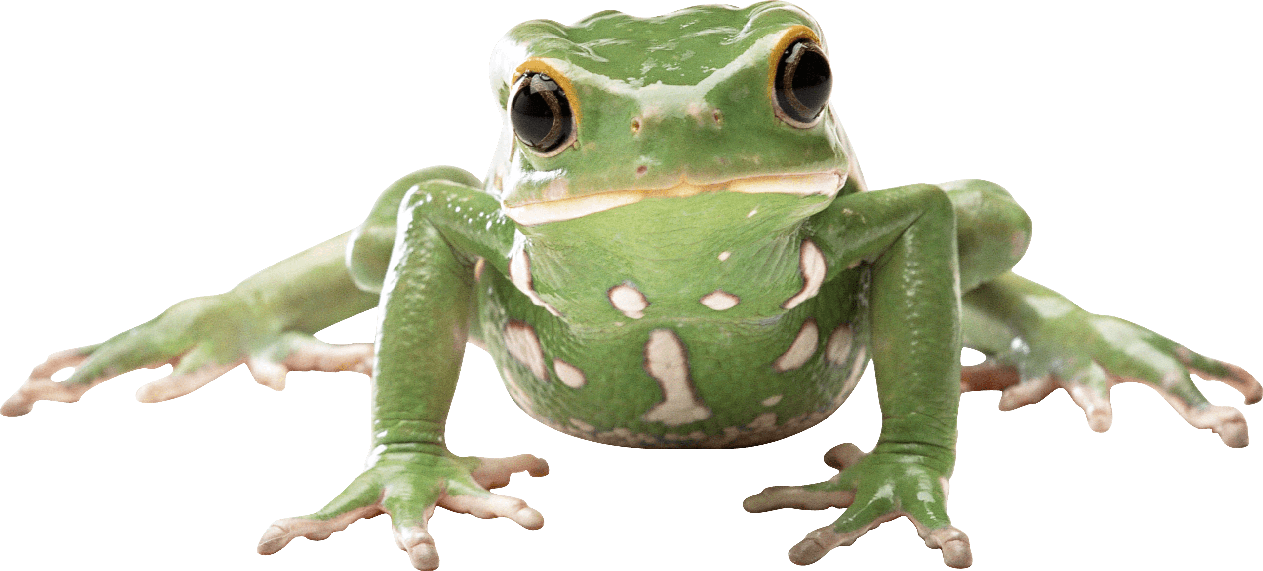 Amphibian Frog PNG File HD Transparent PNG Image