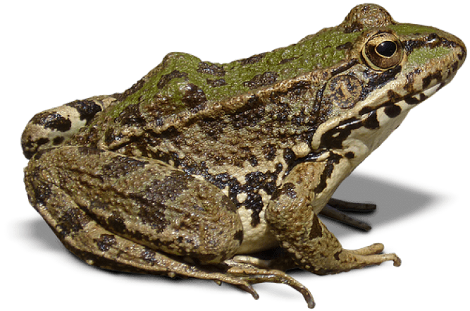 Amphibian Frog Free Photo Transparent PNG Image