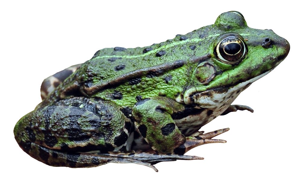 Amphibian Frog Download Free Image Transparent PNG Image