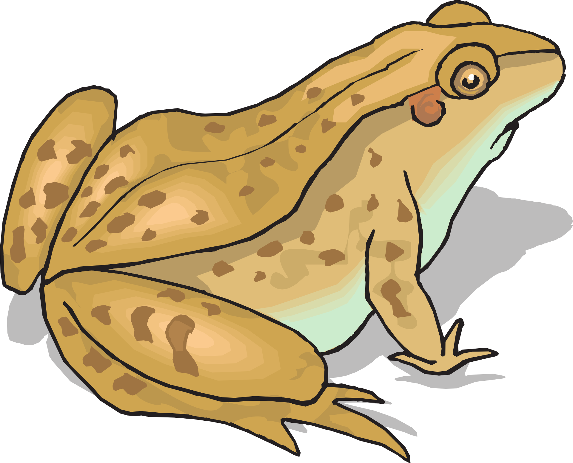 Photos Amphibian Frog Free HD Image Transparent PNG Image