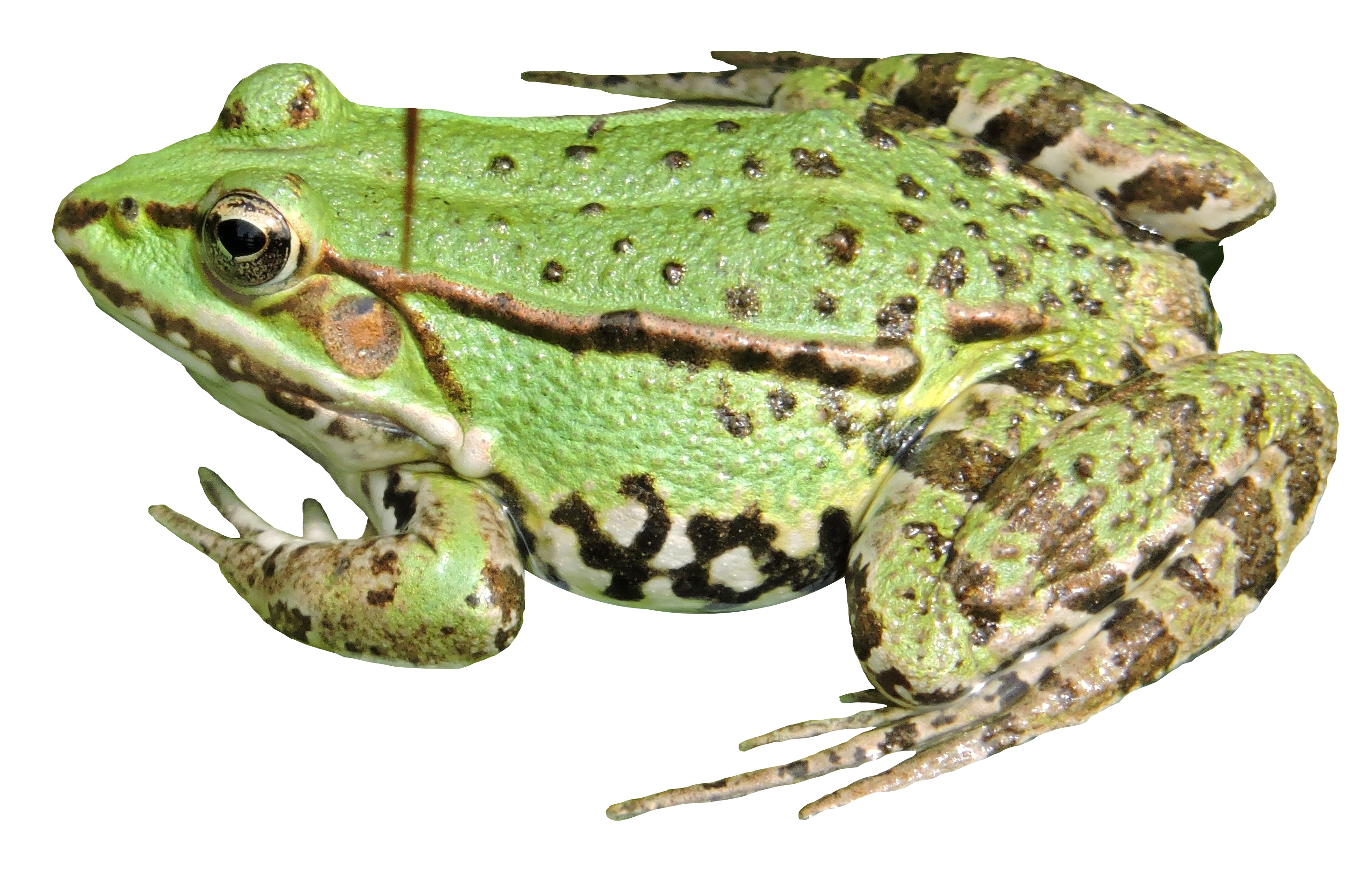 Amphibian Frog Free PNG HQ Transparent PNG Image