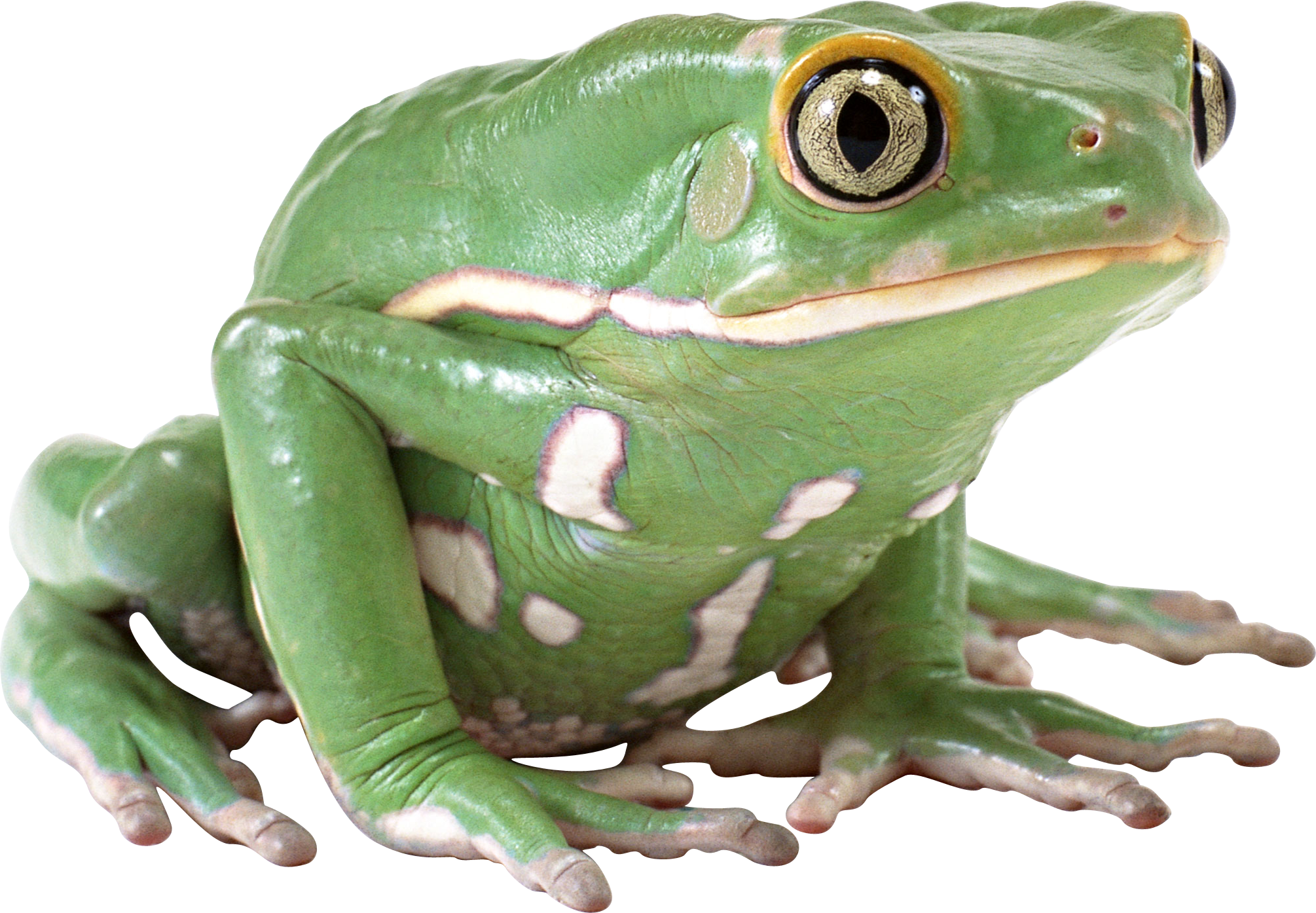 Amphibian Frog PNG Image High Quality Transparent PNG Image