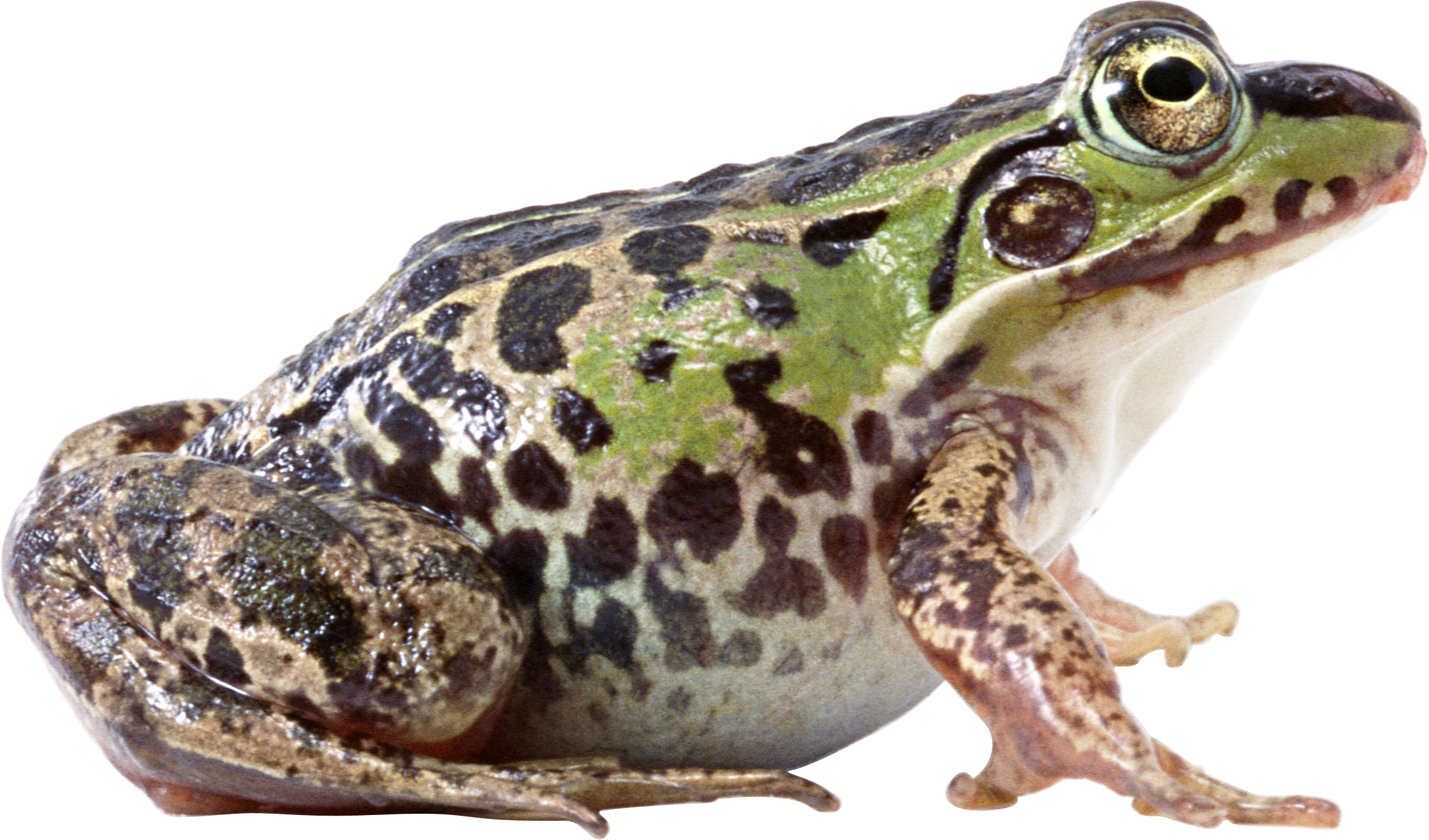 Amphibian Frog Free HD Image Transparent PNG Image