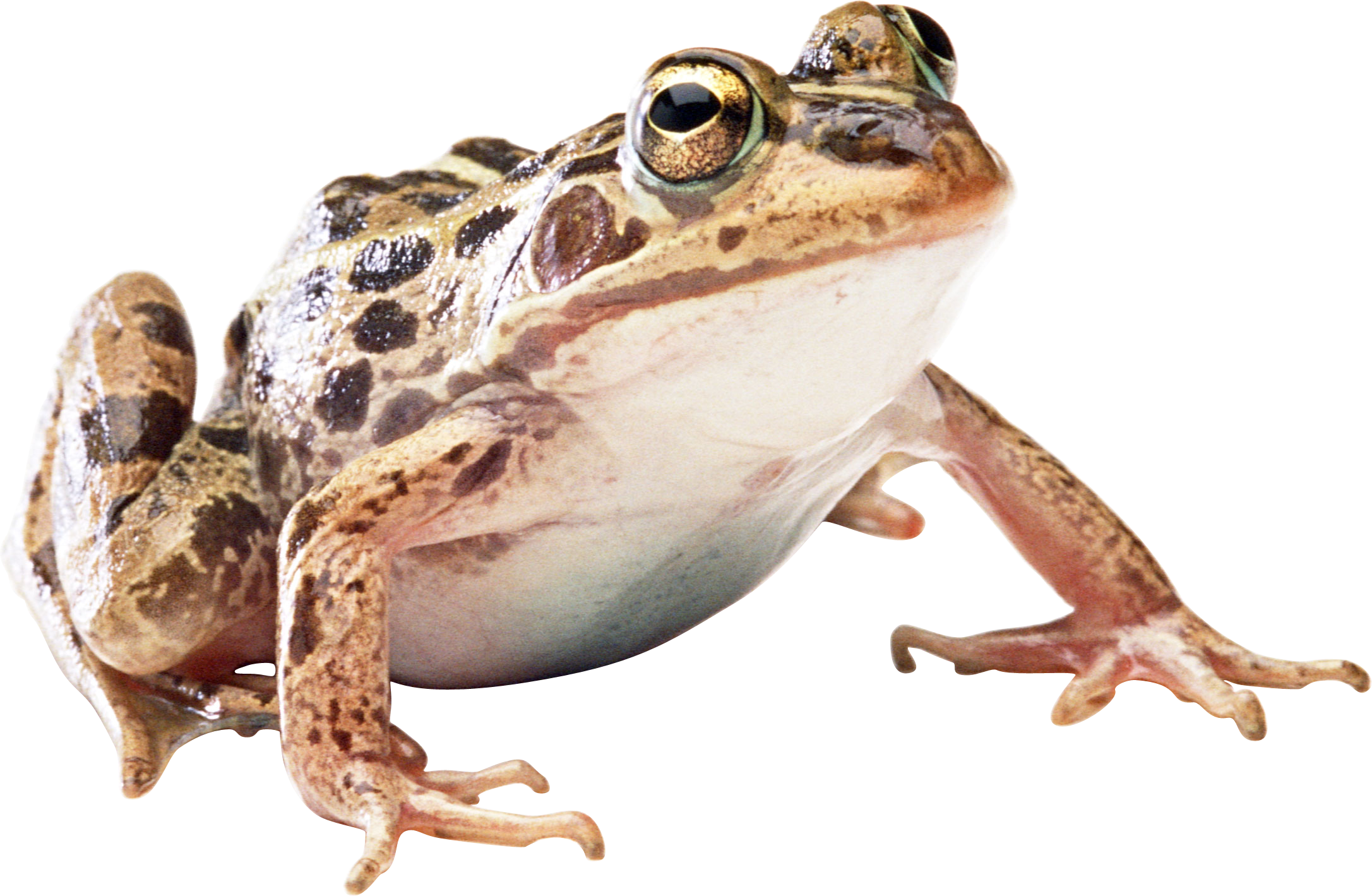 Amphibian Frog Free HQ Image Transparent PNG Image