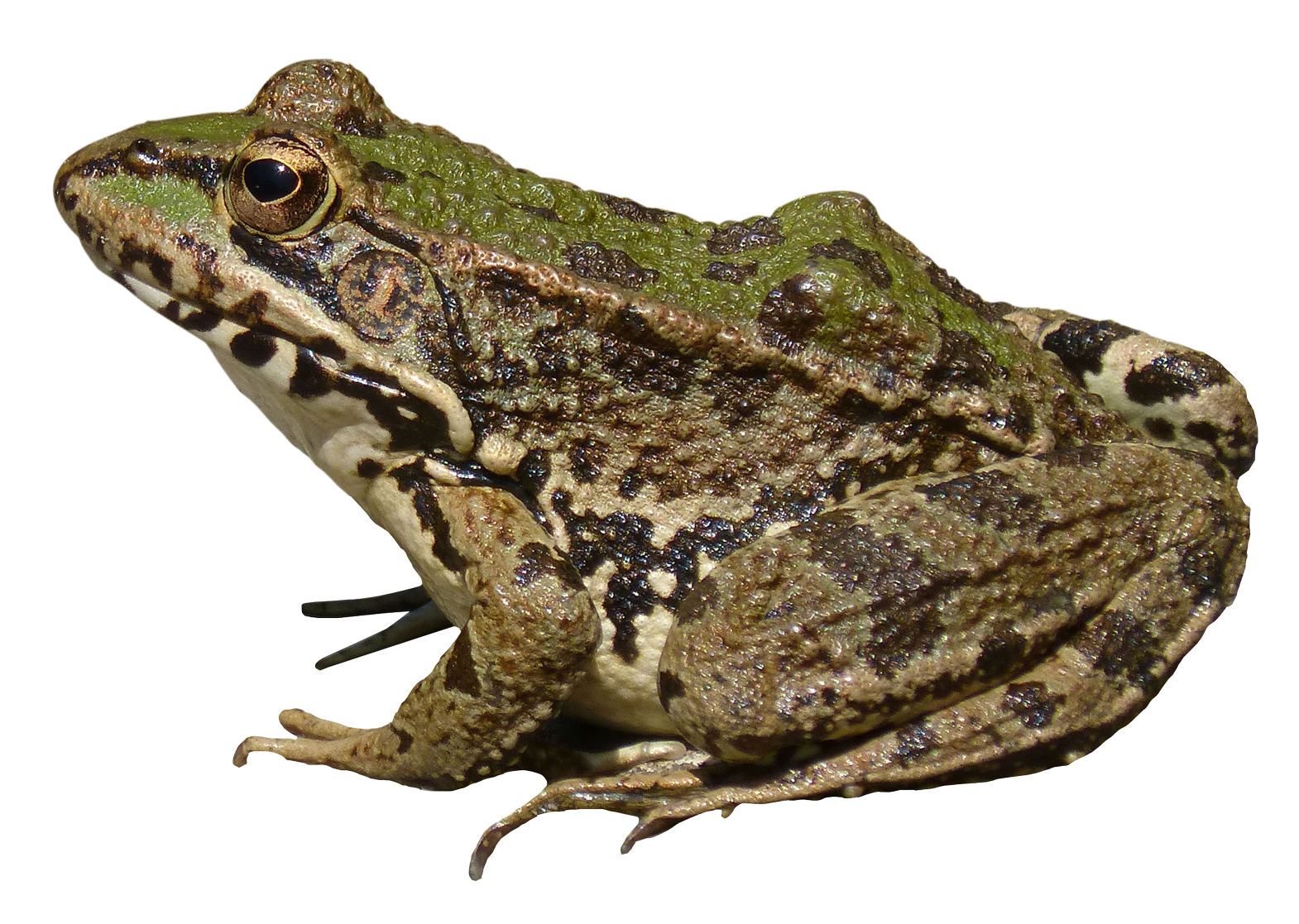 Images Amphibian Frog PNG File HD Transparent PNG Image