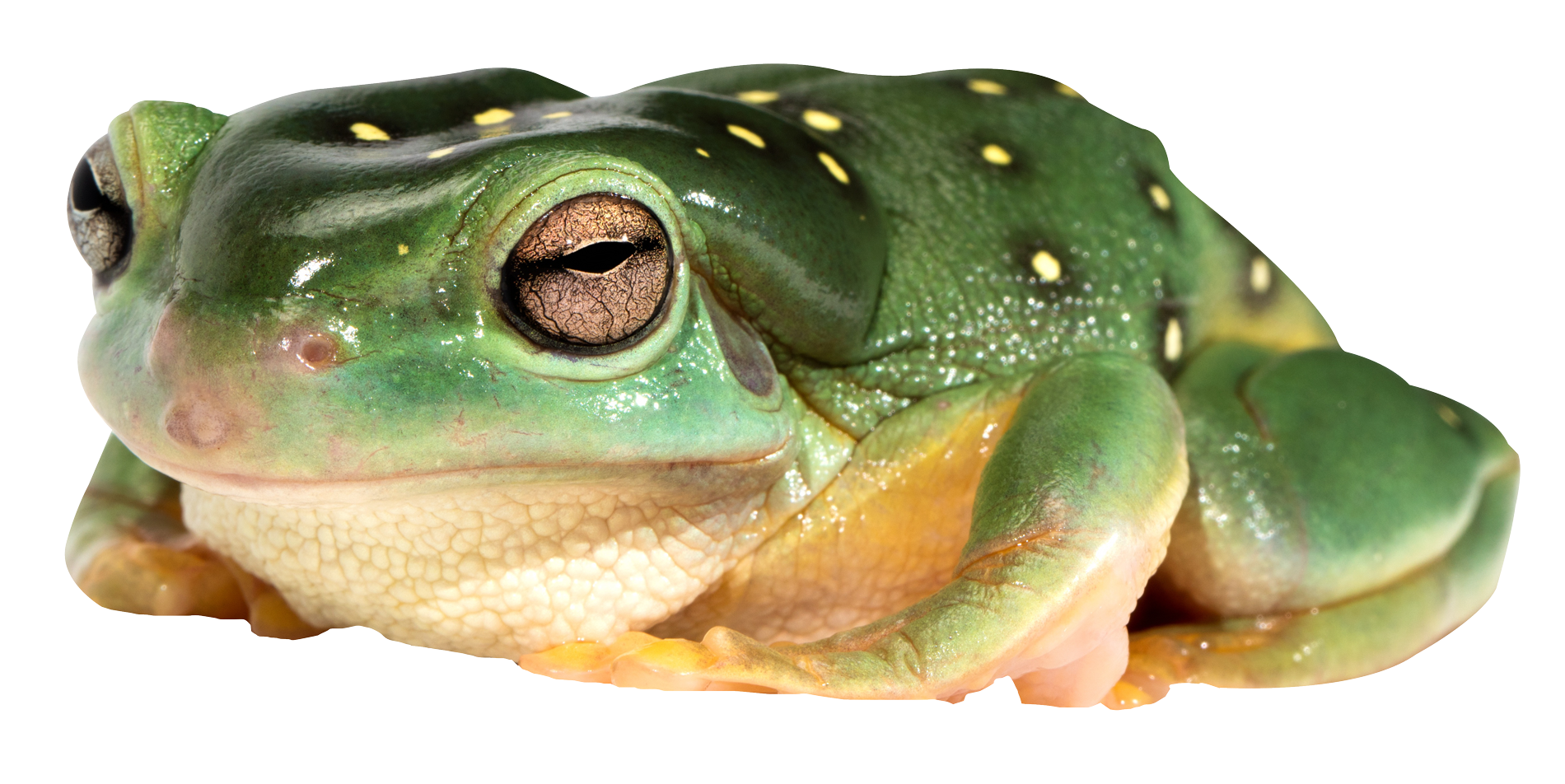 Amphibian Frog Free Download Image Transparent PNG Image