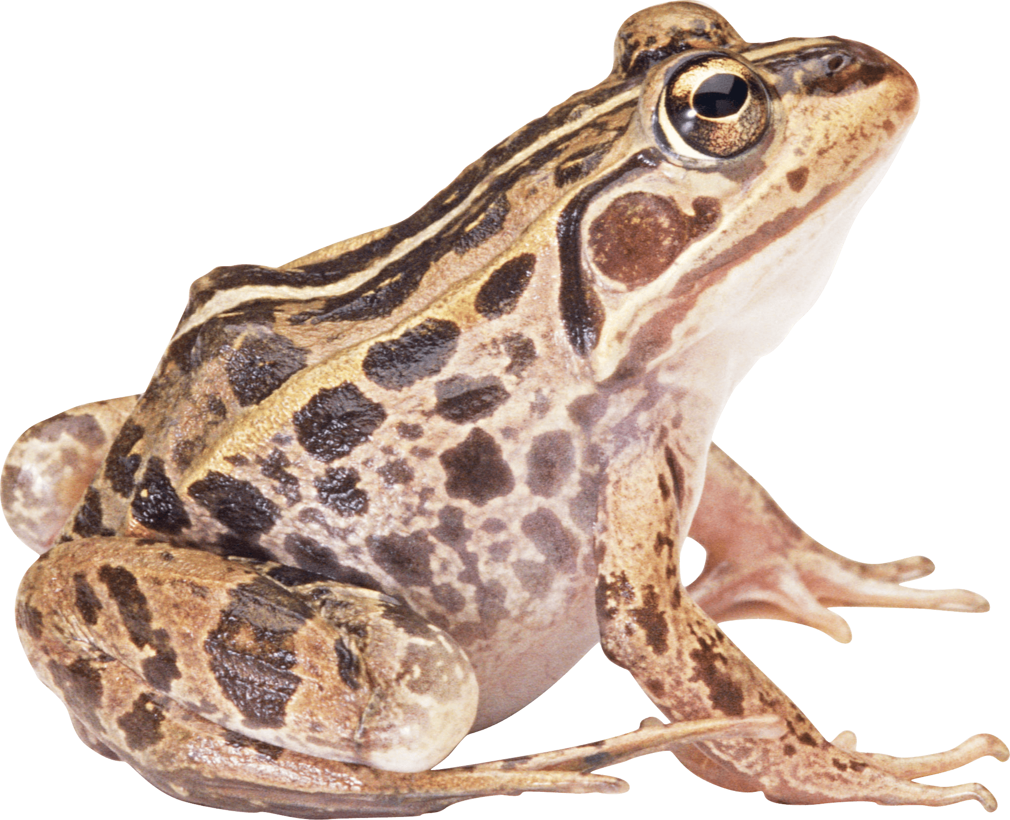 Frog Png Image Transparent PNG Image