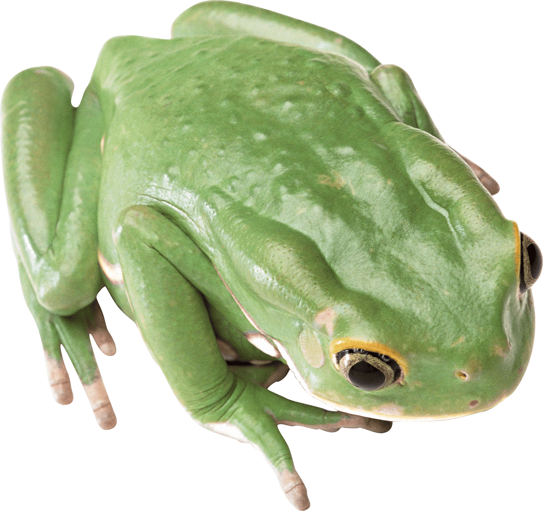 Green Frog Png Image Transparent PNG Image