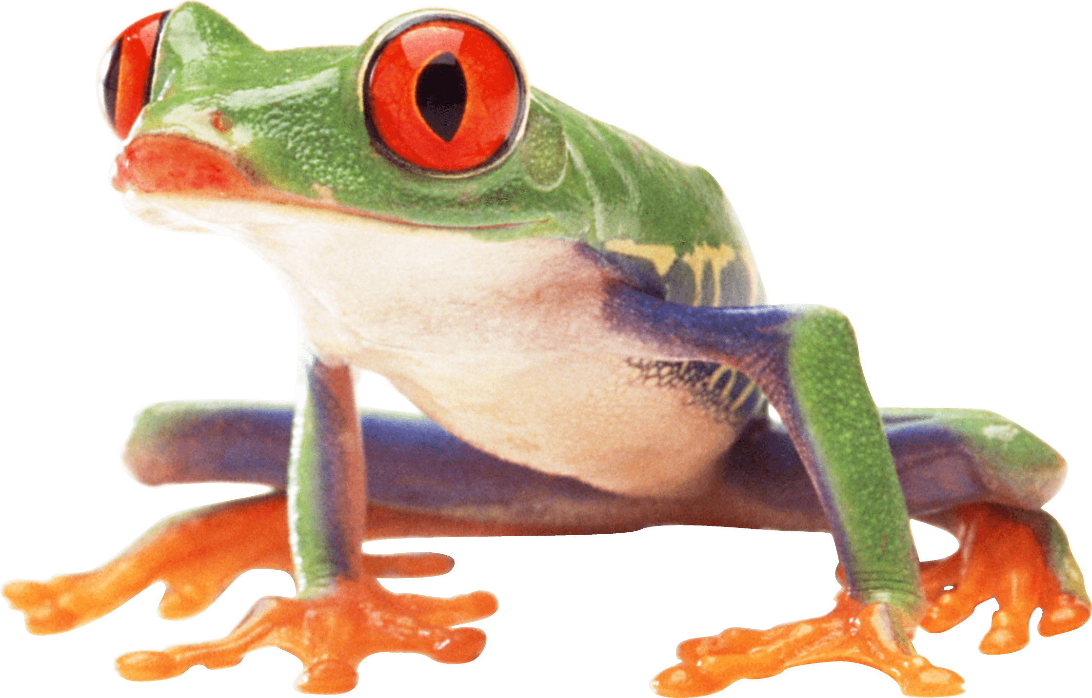 Frog Png Image Transparent PNG Image